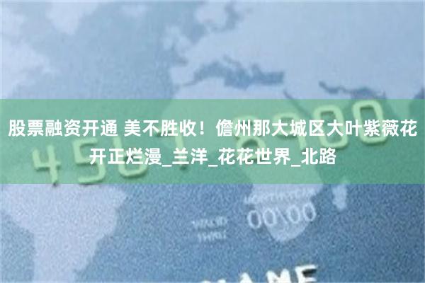 股票融资开通 美不胜收！儋州那大城区大叶紫薇花开正烂漫_兰洋_花花世界_北路